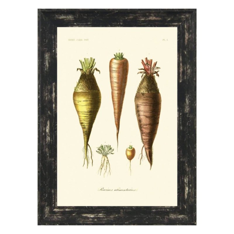 Antique Fruit & Vegetables lV Framed Print