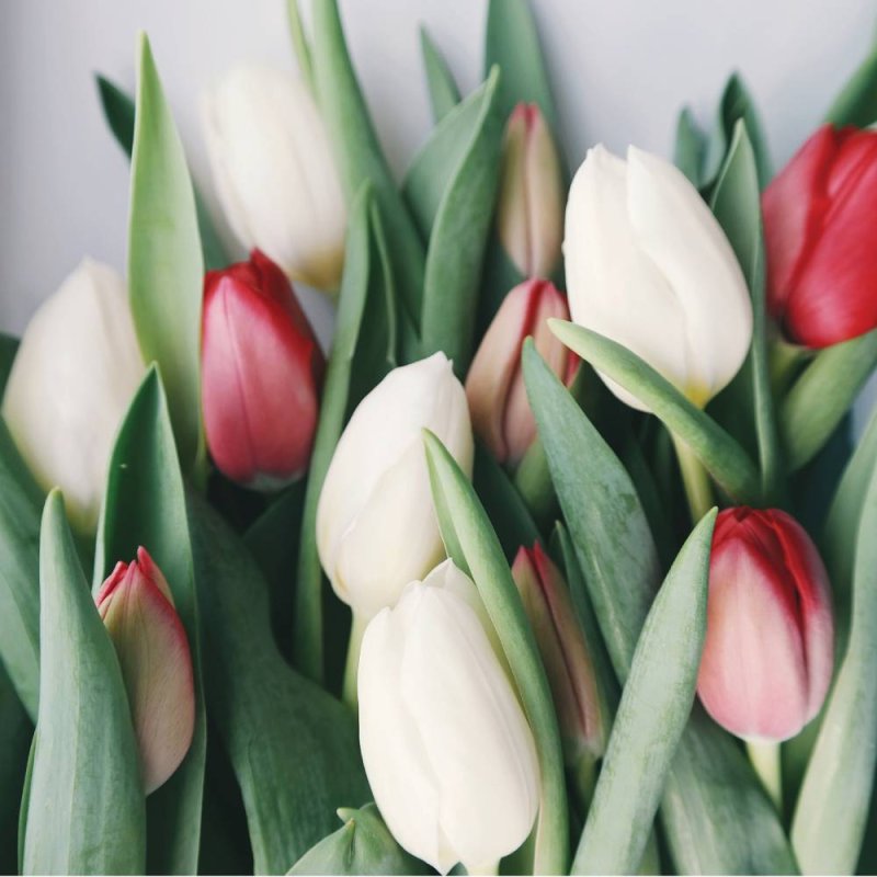 Tulips - Blank Greeting Card