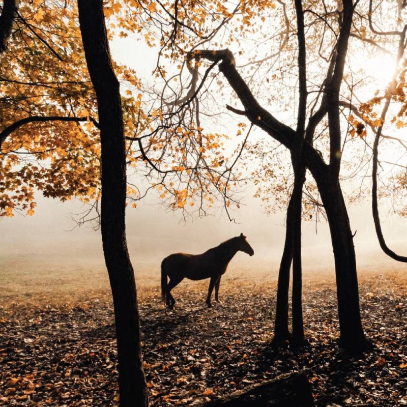Horse in Forest - Blank Greeting Card