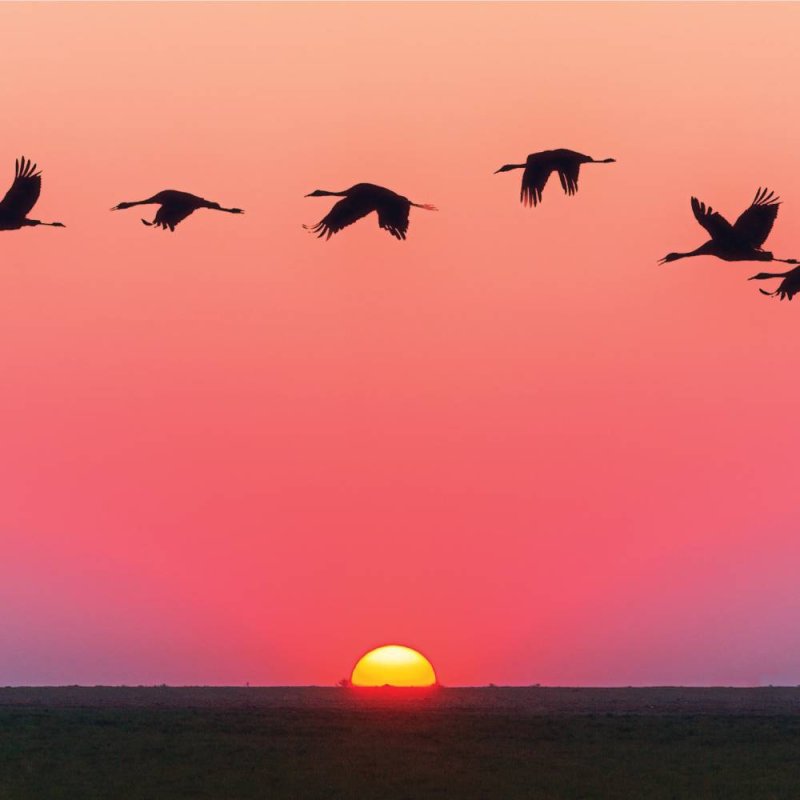 Birds Flying At Sunset - Blank Greeting Card