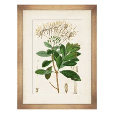 Antique Botanicals I Framed Picture