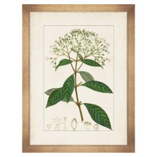 Antique Botanicals VI Framed Picture