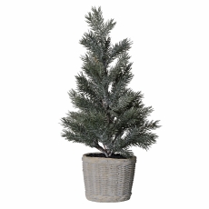 Pine Tree In Clay Pot
