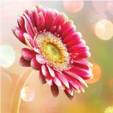 Red Gerbera - Blank Greeting Card