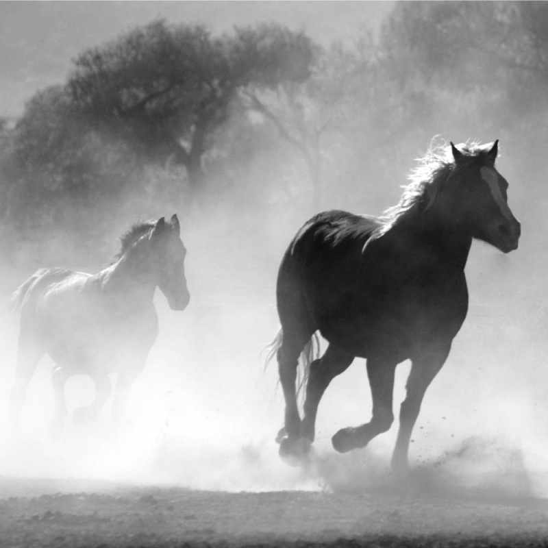 Horses - Blank Greeting Card