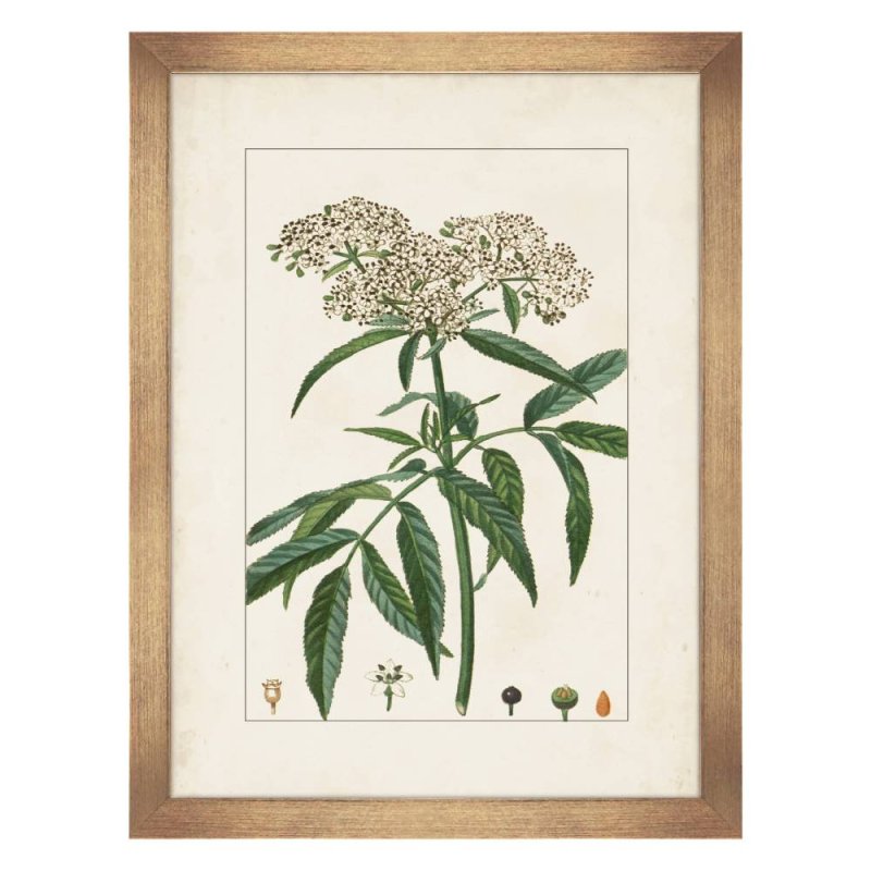 Antique Botanicals V Framed Picture