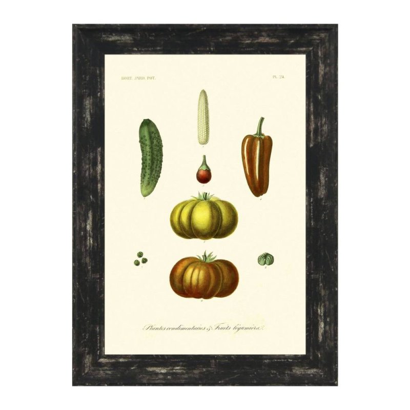 Antique Fruit & Vegetables Framed Print  l