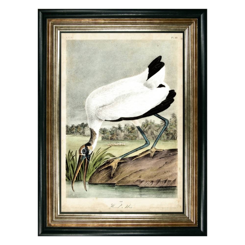 Wood Ibis Framed Picture by John James Audubon