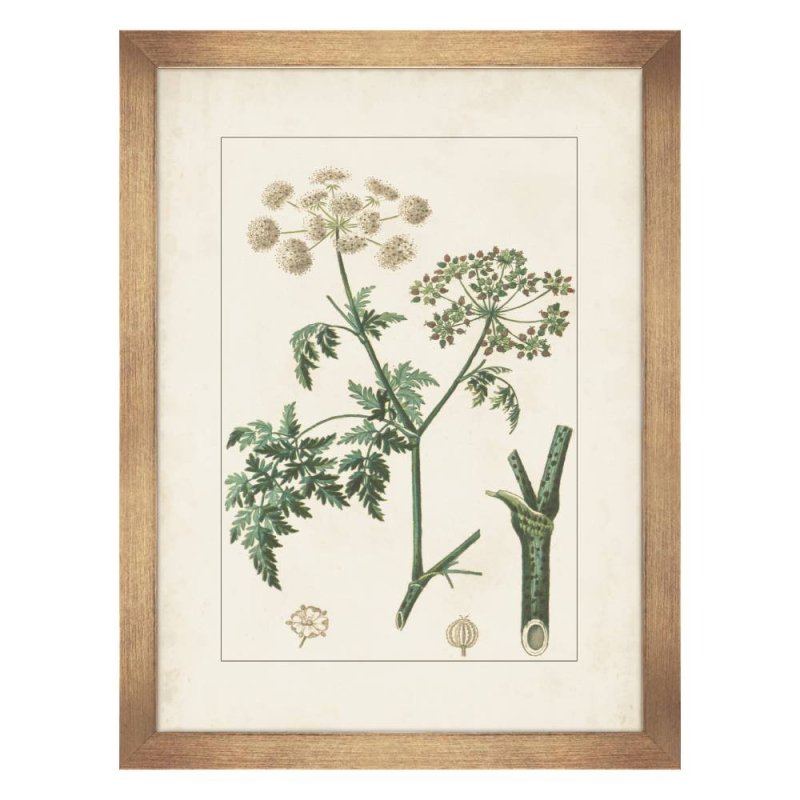 Antique Botanicals Il Framed Picture