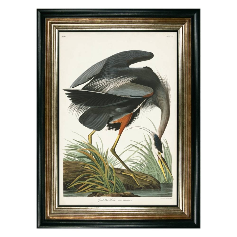 Great Blue Heron Framed Picture by John James Audubon