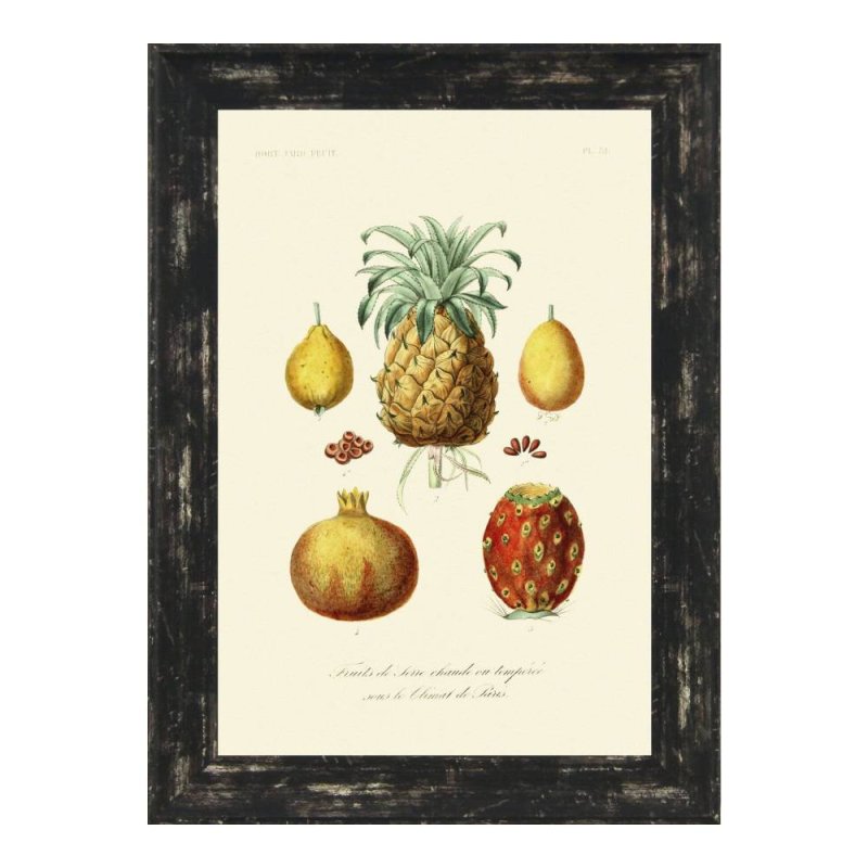 Antique Fruit & Vegetables lll Framed Print