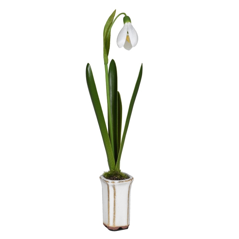 Snowdrop in pot