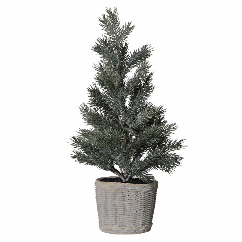 Pine Tree in Clay Pot