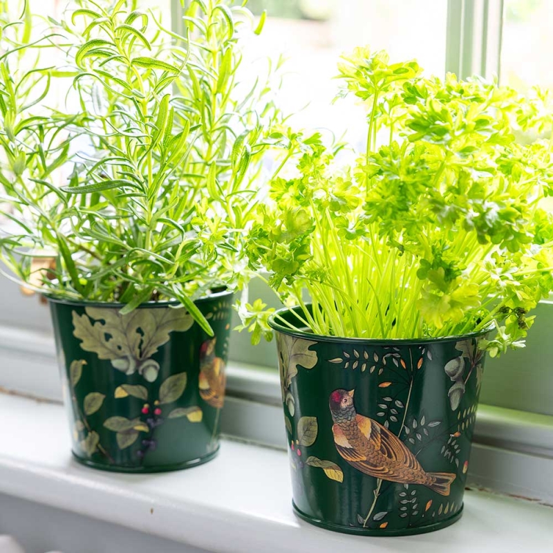 RHS Woodland Wonders Set of 2 Herb Pots