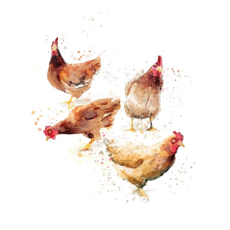 Chickens - Blank Greeting Card