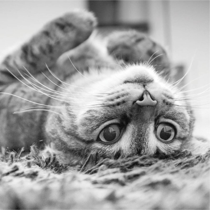 Cat Upside Down - Blank Greeting Card