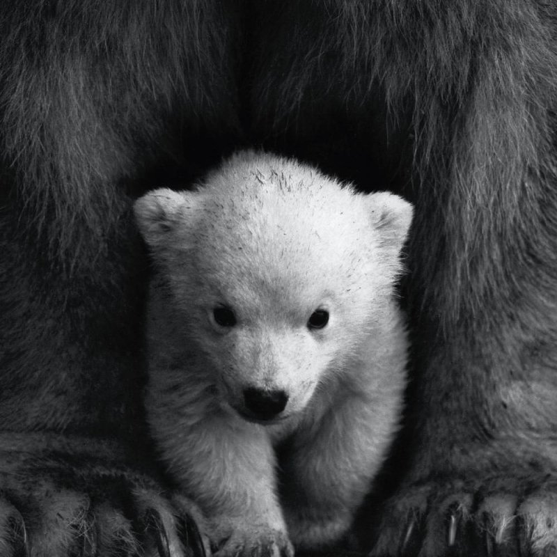Baby Polar Bear - Blank Greeting Card