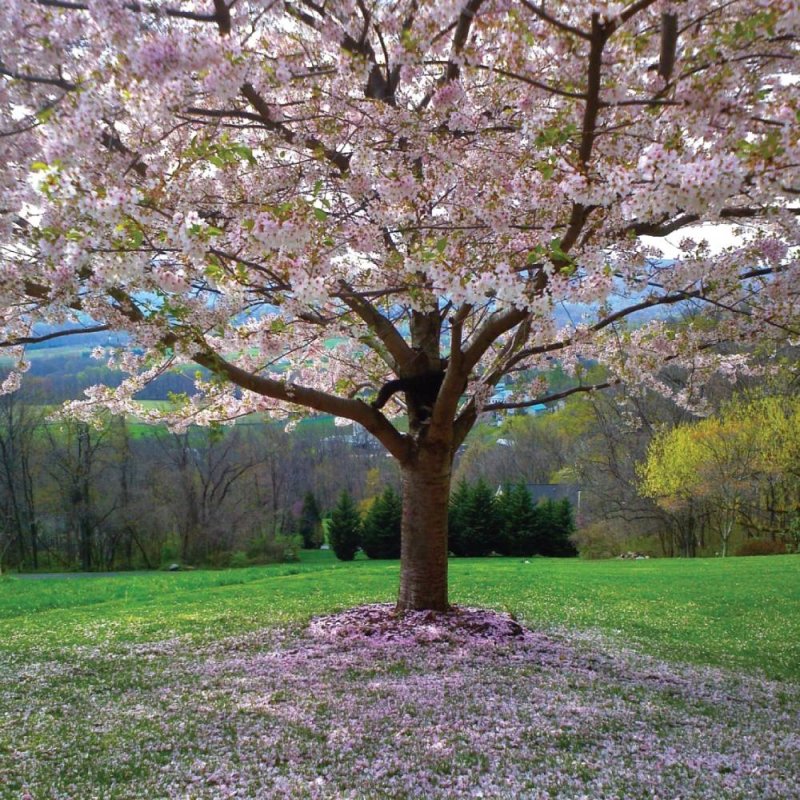 Cherry Blossom Tree - Blank Greeting Card