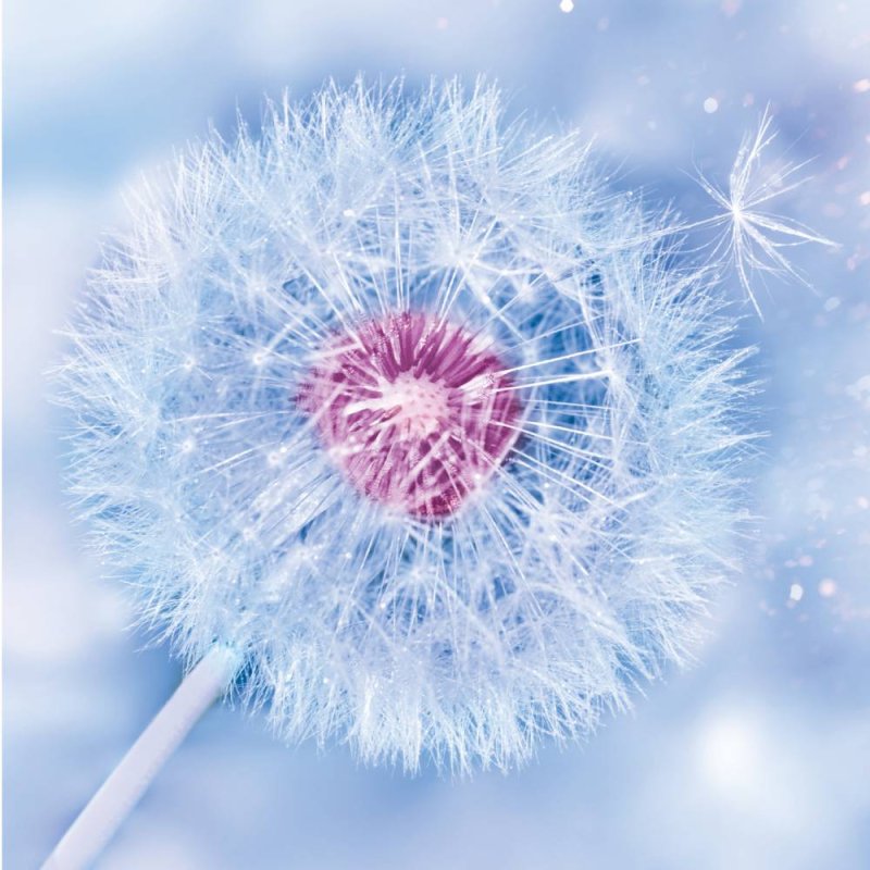 Dandelion - Blank Greeting Card