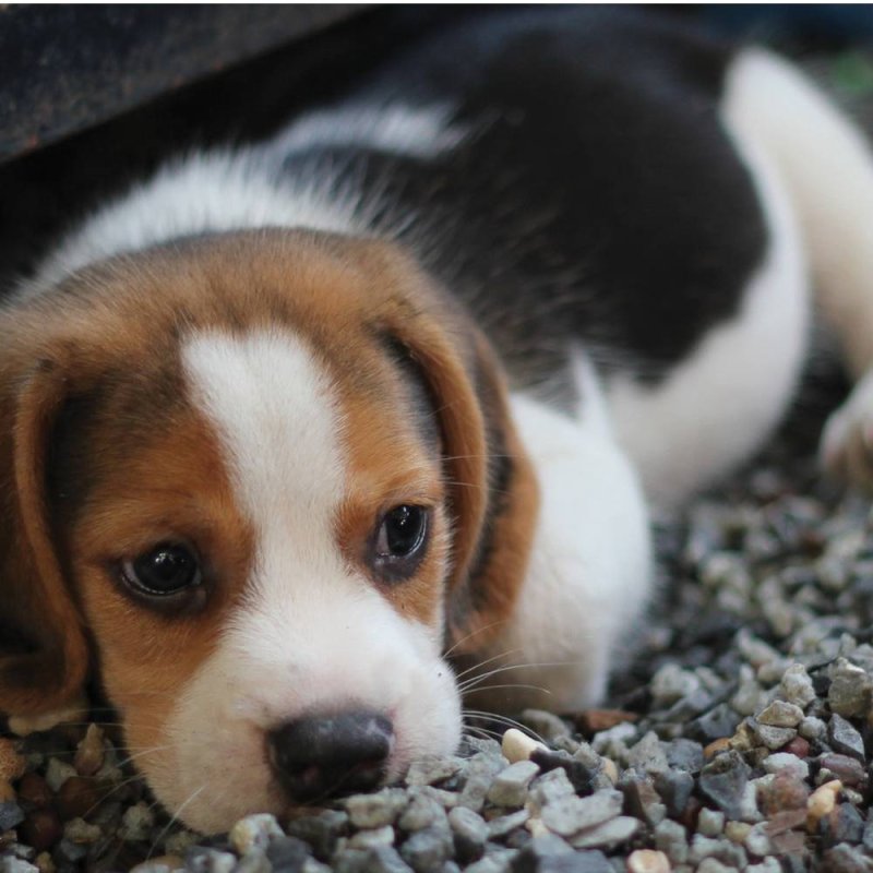 Beagle Puppy - Blank Greeting Card