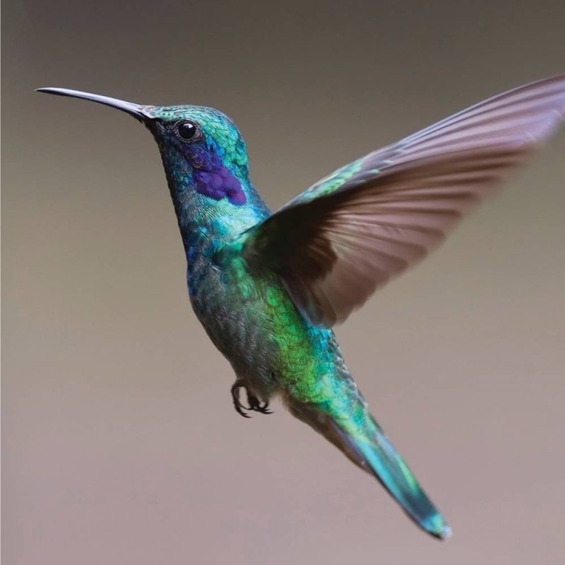 Hummingbird - Blank Greeting Card