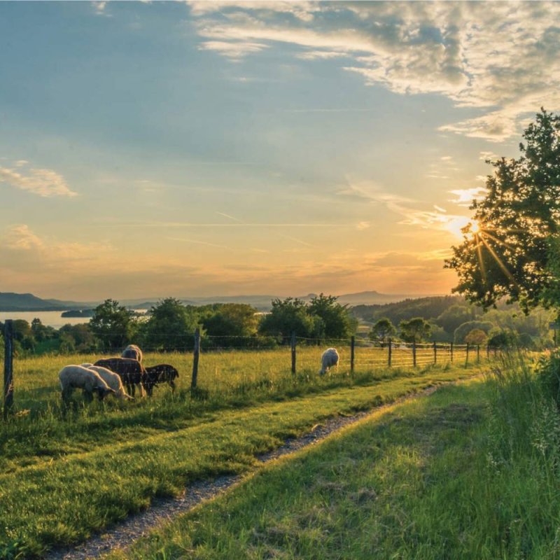 Field With Goat - Blank Greeting Card