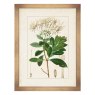 Antique Botanicals I Framed Picture