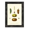 Antique Fruit & Vegetables I Framed Picture