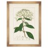 Antique Botanicals VI Framed Picture