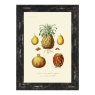 Antique Fruit & Vegetables lll Framed Picture