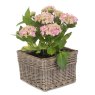 Iken Medium Square Antique Wash Planter