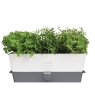 Self Watering herb Keeper
