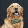 Tweed Dog Bow Tie - Green