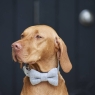 Tweed Dog Bow Tie - Grey