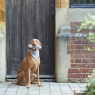 Dog Bone Grey