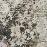 CATRINA GREEN CLOSE UP 2