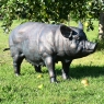 Standing Watchful Pig - Garden Sculpture