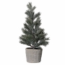 Pine Tree In Clay Pot