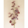 Gisela Gramham Purple Eucalpytus Branch