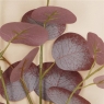 Gisela Gramham Purple Eucalpytus Branch