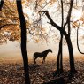 Horse in Forest - Blank Greeting Card